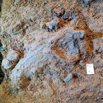 Mandibola di Ursus speleus in corso di scavo in un livello datato a circa 300.000 anni fa - Foto J. Arnaud